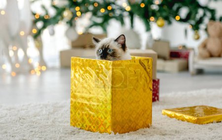Téléchargez les photos : Ragdoll chat en période de Noël assis à l'intérieur boîte-cadeau dans la chambre avec arbre décoré. Animaux de compagnie félin pur dans la célébration du Nouvel An - en image libre de droit
