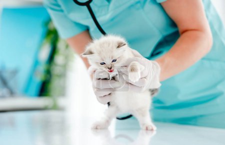Foto de Woman veterinarian holding cute ragdoll kitten during medical care examining at vet clinic. Adorable fluffy purebred kitten in animal hospital - Imagen libre de derechos