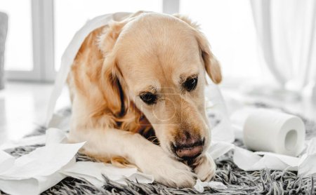 Téléchargez les photos : Golden retriever chien jouant avec du papier toilette dans la salle de bain couché sur le sol. Chien de race animal de compagnie faisant gâchis avec du papier de soie aux toilettes - en image libre de droit
