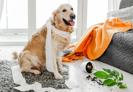 Téléchargez les photos : Golden retriever chien jouant avec du papier toilette dans le salon et regardant la caméra. Chien de race animal de compagnie faisant gâchis avec du papier de soie et plante maison - en image libre de droit
