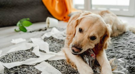 Foto de Golden retriever perro enrollado en papel higiénico en sala de estar jugando. Pura raza perrito mascota haciendo lío con papel de seda en casa - Imagen libre de derechos