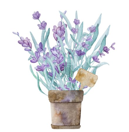 Téléchargez les photos : Beautiful lavender provence bouquet in garden por watercolor illustration. Purple blossom flower from France aquarelle drawing - en image libre de droit