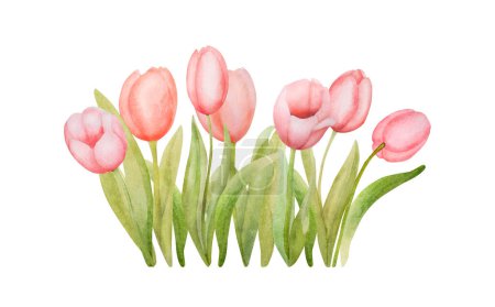 Téléchargez les photos : Belle tulipe rose fleurs aquarelle paiting. Printemps fleur jardin plante aquarelle dessin pour carte postale conception - en image libre de droit