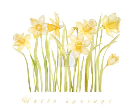 Téléchargez les photos : Belles fleurs narcisse avec texte bonjour printemps aquarelle peinture. Jaune fleur de Pâques plante jonquille aquarelle peinture pour la conception de la carte postale - en image libre de droit