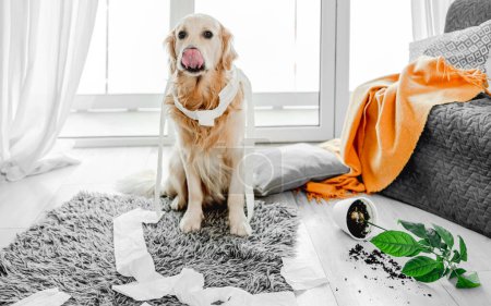 Foto de Golden retriever perro jugando con papel higiénico en la sala de estar y mirando a la cámara. Pura raza perrito mascota haciendo lío con papel de seda y planta casera - Imagen libre de derechos