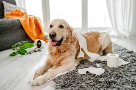 Foto de Golden retriever perro jugando con papel higiénico en la sala de estar y rompió la planta. Pura raza perrito mascota haciendo lío con papel de seda y flor casera - Imagen libre de derechos