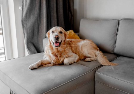 Foto de Golden retriever dog lying on sofa at home and looking at camera. Purebred pet doggy labrador resting on grey couch in modern room - Imagen libre de derechos
