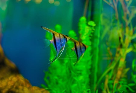 Téléchargez les photos : Poisson coloré dans le monde de l'eau salée aquarium - en image libre de droit