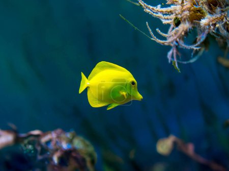 Foto de Peces coloridos en el mundo del agua salada del acuario - Imagen libre de derechos