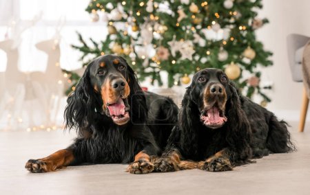 Foto de Dos perros setter Gordon en época de Navidad en casa retrato de vacaciones. Perros de raza pura para mascotas con regalos de Navidad y luces de Año Nuevo en el fondo - Imagen libre de derechos