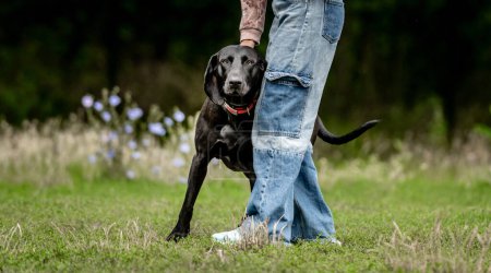 Foto de Chica en jeans con perro negro golden retriever en el primer plano de la naturaleza. Niño lindo usando pantalones con labrador perrito de pura raza mascota juntos en la hierba - Imagen libre de derechos