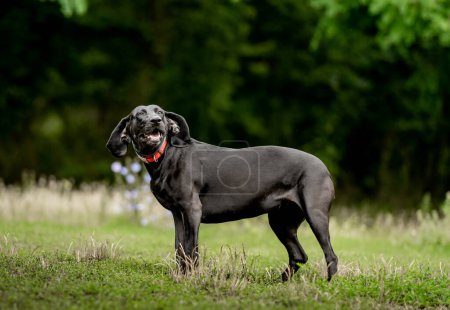 Foto de Labrador negro caminando por la naturaleza en verano y mirando a la cámara. Adorable perro golden retriever en el parque en primavera - Imagen libre de derechos
