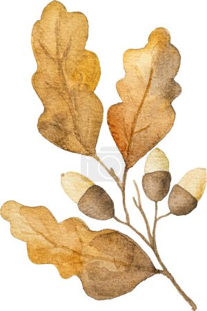 Téléchargez les photos : Feuilles de chêne d'automne avec glands aquarelle dessin gros plan. Feuillage d'automne aquarelle peinture - en image libre de droit