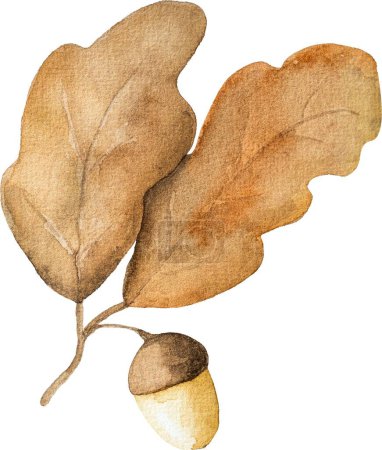 Photo for Autumn oak leaves with acorns watercolor drawing closeup. Fall foliage aquarelle painting - Royalty Free Image