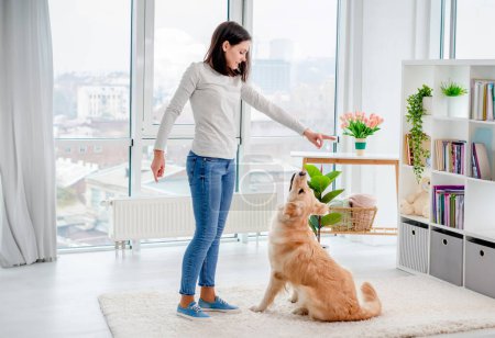 Téléchargez les photos : Jeune fille formation golden retriever chien couché sur le sol dans un appartement moderne - en image libre de droit
