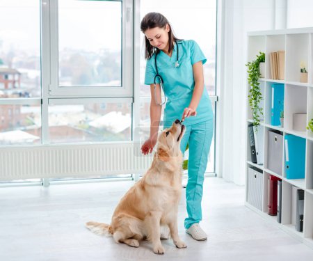 Photo for Veterinarian feeding golden retriever dog after examination during appointment in veterinary clinic - Royalty Free Image