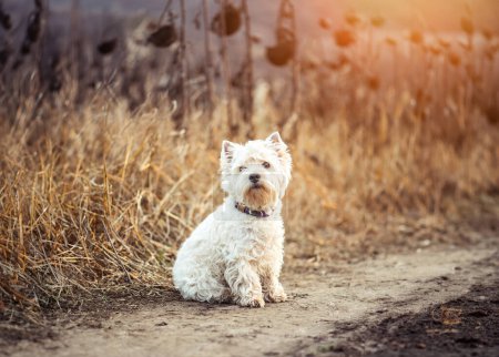 Téléchargez les photos : Petites races de chiens White Terrier promenades à l'automne - en image libre de droit