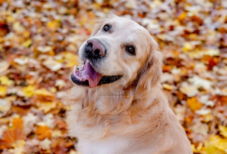 Photo for Golden retriever dog resting in autumn Park. Purebred doggy pet labrador lying in nature with tonque out - Royalty Free Image