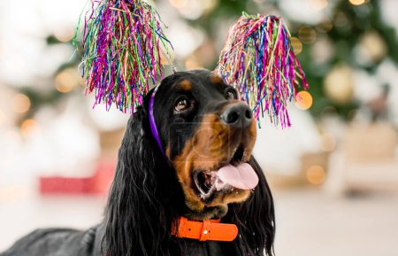 Photo for Gordon setter dog wearing Christmas decorations holidays portrait. Purebred pet doggy with festive XMas New Year lights on background - Royalty Free Image