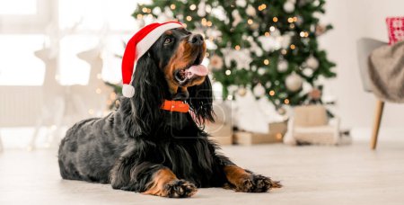 Photo for Gordon setter dog wearing Santa hat in Christmas time at home holidays portrait. Purebred pet doggy lying on floor with XMas New Year lights on background - Royalty Free Image