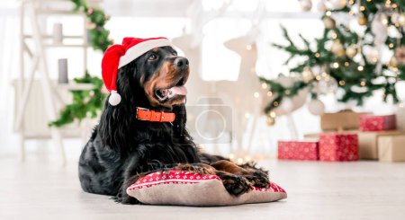 Foto de Gordon setter perro con sombrero de Santa en tiempo de Navidad en casa decorado vacaciones retrato. Púrpura mascota perrito acostado en la almohada con luces de Año Nuevo de Navidad en el fondo - Imagen libre de derechos
