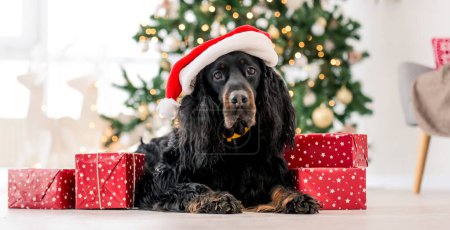 Photo for Gordon setter dog wearing Santa hat in Christmas time with gifts at home holidays portrait. Purebred pet doggy lying on floor with XMas presents and New Year lights on background - Royalty Free Image