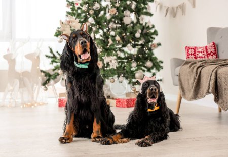 Foto de Dos perros setter Gordon en época de Navidad en casa retrato de vacaciones. Perros de raza pura para mascotas con regalos de Navidad y luces de Año Nuevo en el fondo - Imagen libre de derechos