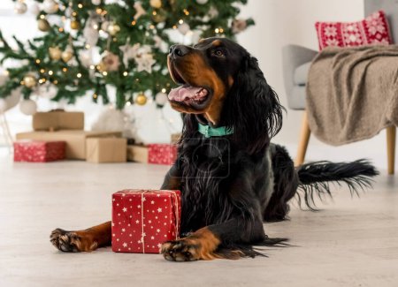 Photo for Gordon setter dog lying on floor in Christmas time with XMas gift box. Purebred pet doggy with New Year present - Royalty Free Image