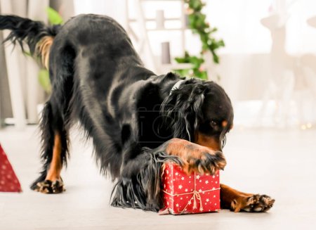 Photo for Gordon setter dog gnaws Christmas gift box at festive decorated room. Purebred pet doggy with New Year present - Royalty Free Image