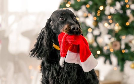 Photo for Gordon setter dog holding Santa hat at his teeth at festive decorated Christmas room closeup portrait. Purebred pet doggy with New Year tree and lights on background - Royalty Free Image