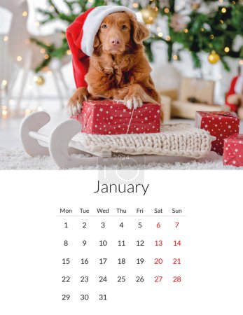 Téléchargez les photos : Janvier 2024 année Calendrier photo avec des chiens mignons. Modèle de planificateur quotidien annuel avec chiens. La semaine commence le lundi - en image libre de droit
