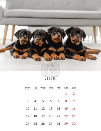Téléchargez les photos : Juin 2024 année Calendrier photo avec des chiens mignons. Modèle de planificateur quotidien annuel avec chiens. La semaine commence le lundi - en image libre de droit