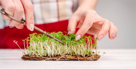 Photo for Woman hands with manicure cut organic growing mustard microgreens with scissors at the kitchen - Royalty Free Image