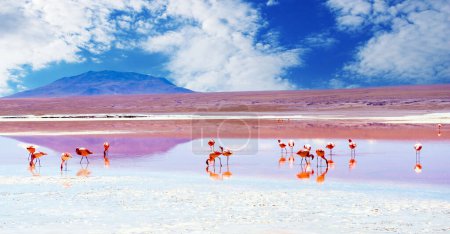 Téléchargez les photos : Vue ensoleillée de beaux flamants roses à l'incroyable lagon du Colorado - en image libre de droit