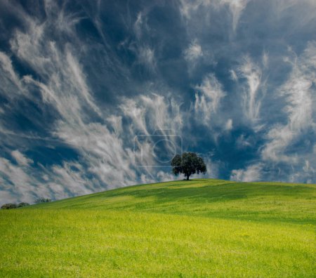 Téléchargez les photos : Champ, arbre et ciel bleu - en image libre de droit