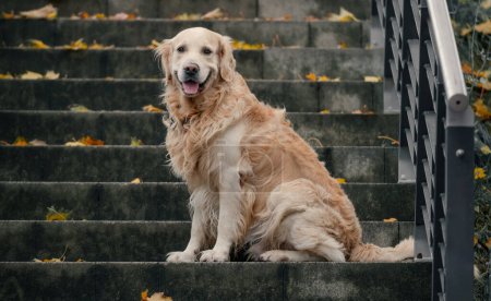 Golden Retriever Hund sitzt auf einer Leiter