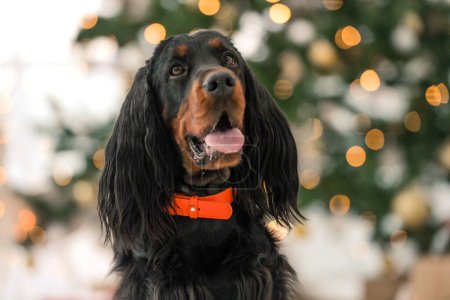 Photo for Gordon setter dog in Christmas time at home portrait. Purebred pet doggy sitting and looking at camera with XMas New Year lights on background - Royalty Free Image