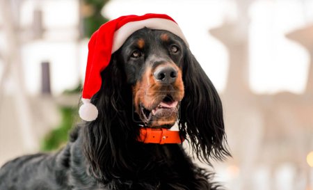 Photo for Gordon setter dog wearing Santa hat in Christmas time at home holidays portrait. Purebred pet doggy sitting and looking at camera with XMas New Year lights on background - Royalty Free Image