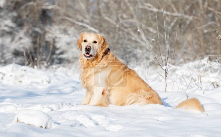 Foto de Golden Retriever Dog juega en la nieve, disfrutando de la diversión de invierno en un bosque de invierno - Imagen libre de derechos