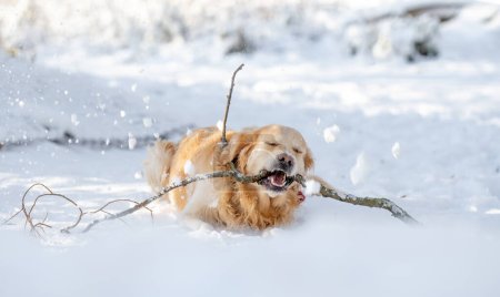 Foto de Golden Retriever Dog juega con palo en el bosque de invierno, disfrutando de la diversión nevada - Imagen libre de derechos