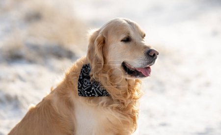 Téléchargez les photos : Golden Retriever Poses pour chien pour un portrait d'hiver - en image libre de droit