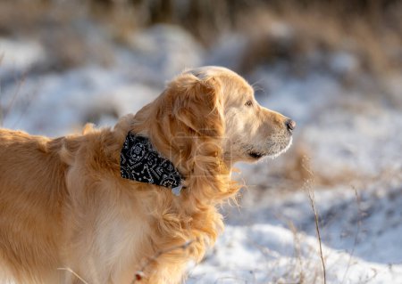 Photo for Golden Retriever Dog Poses For A Winter Portrait - Royalty Free Image