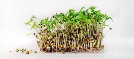 Photo for Organic mush microgreens sprouts with seeds isolated on white background - Royalty Free Image