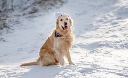 Photo for Golden Retriever Sits On Snow In Forest During Winter - Royalty Free Image