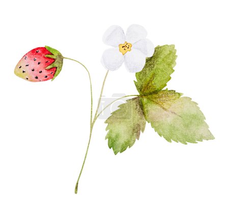 Foto de Características de la ilustración de acuarela dibujada a mano una rama con flores de fresa y bayas - Imagen libre de derechos