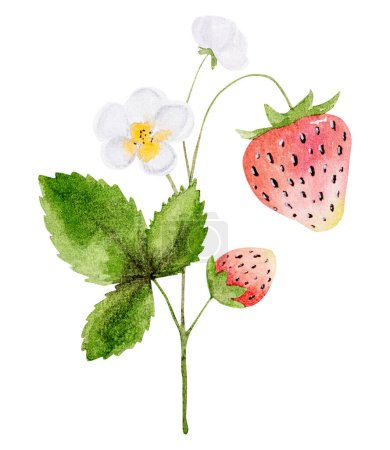 Foto de Características de la ilustración de acuarela dibujada a mano una rama con flores de fresa y bayas - Imagen libre de derechos