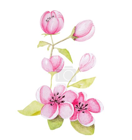 Téléchargez les photos : Illustration d'aquarelle dessinée à la main Caractéristiques Une branche d'abricot avec des fleurs - en image libre de droit