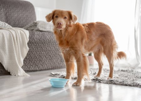 Photo for Nova Scotia Retriever Dogs, Also Known As Toller, Are Drinking From Bowls At Home - Royalty Free Image