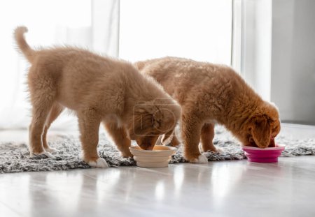 Photo for Two Toller Puppies Are Drinking From Bowls At Home, A Breed Known As Nova Scotia Duck Tolling Retriever - Royalty Free Image