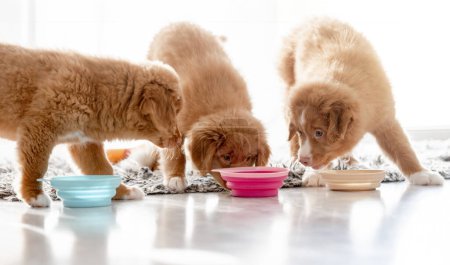Foto de Tres cachorros Toller están comiendo comida de cuencos en casa, un pato de Nueva Escocia Tolling Retriever Breed - Imagen libre de derechos